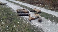 Piknik Alanında 27 Hayvan Ölüleri Bulundu!