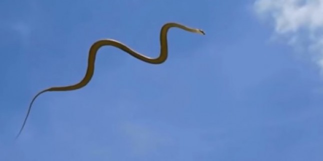 Uçan yılan Böyle Görüntülendi