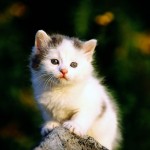tatlı kedi fotoğrafı