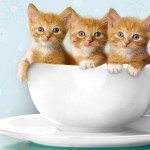 üç kedi yavrusu