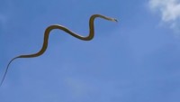 Uçan yılan Böyle Görüntülendi