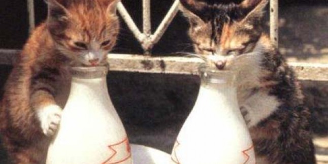 Kedi sütü iç Fıkrası