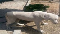İzmir’de Yine Bir Köpek Bıçaklandı!