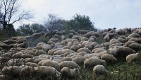 Koyunlar esrar yedi, köyü birbirine kattı
