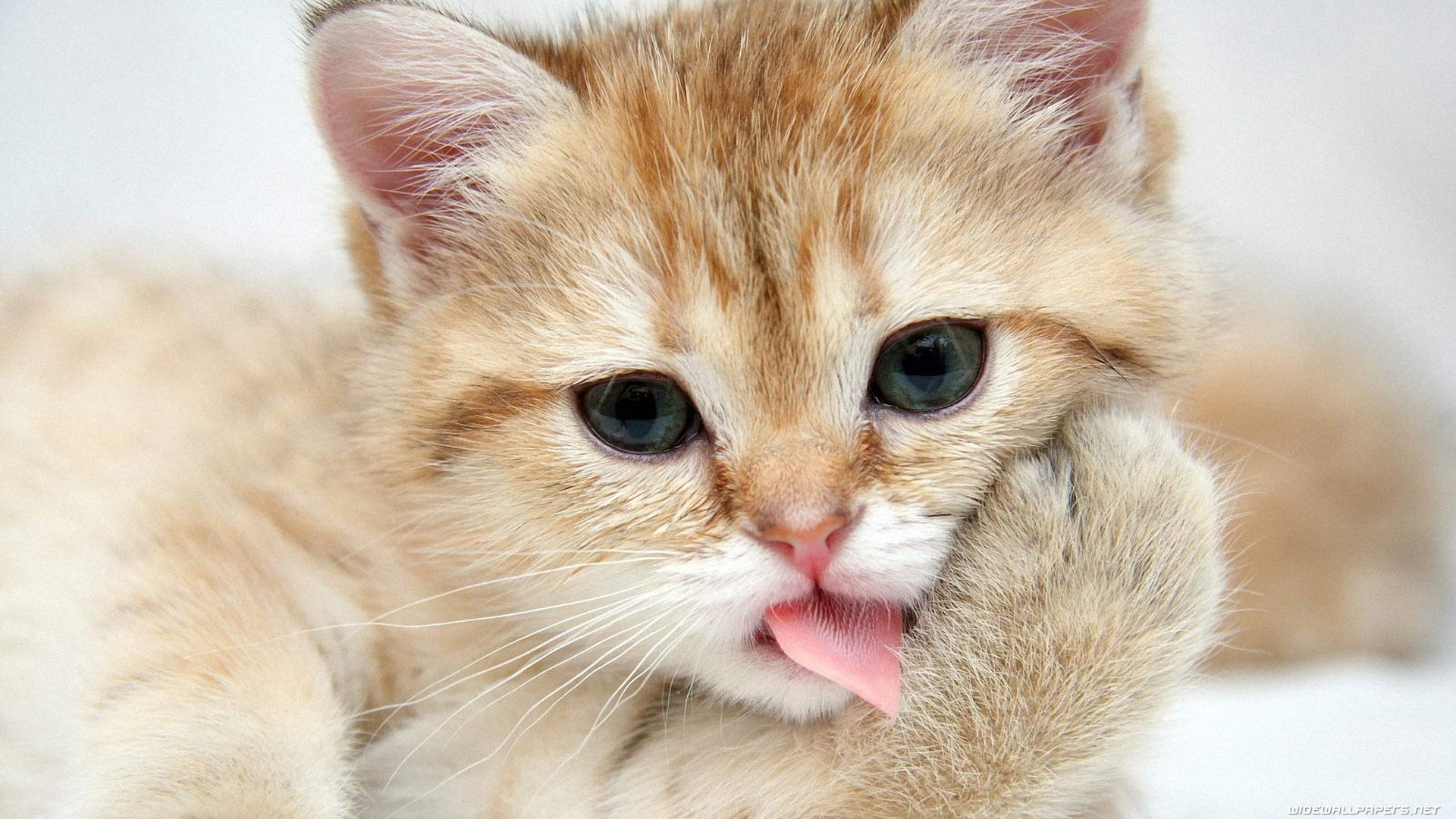 dilini çıkaran kedi