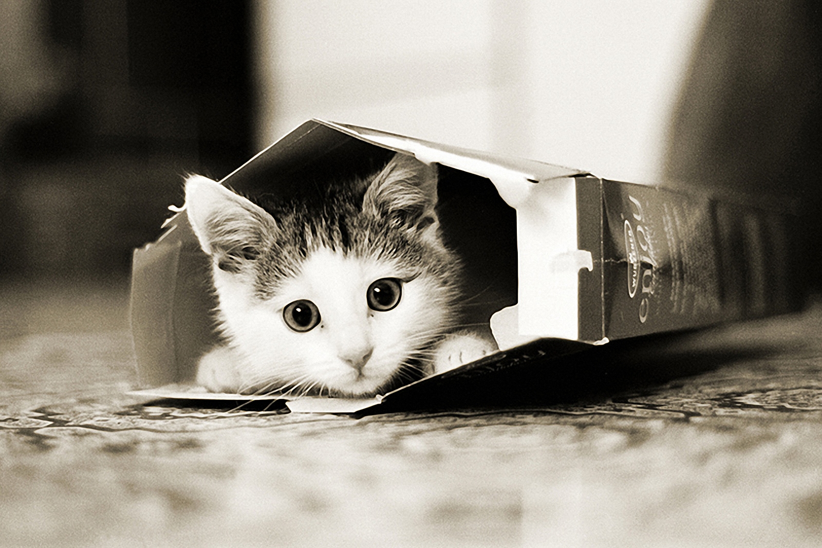 kedi yavrusu kutuda